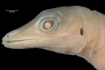 Media type: image;   Herpetology R-21217 Aspect: head lateral